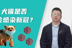 犬猫会感染新冠病毒吗？视频封面