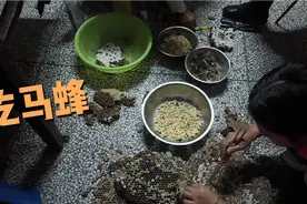 这样的马蜂敢吃吗？爸爸他们搞了十几斤，辣椒爆炒太香了！