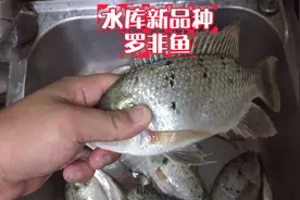 水库新品种罗非鱼，斑点罗非鱼，又宽又扁清蒸一级棒！