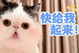 猫咪担心主人饿坏，真是费尽了心思，又可爱又好笑！视频封面