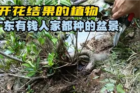 天然临水栀子花，意外收获精品盆景素材，大弯腰的稀罕货视频封面