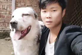 小伙重金引进160斤俄罗斯中亚猎狼犬，到家接触一会小伙竟敢抱它视频封面