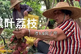 网红广西巧妇九妹荔枝卖出了天价，老爸的荔枝却要贱卖，心疼视频封面