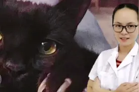 主人如何给猫剪指甲？才不会引起反感，让猫咪爱上剪指甲呢？