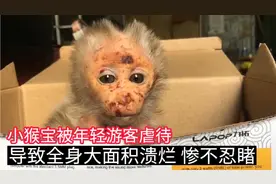 小猴宝被年轻游客虐待，导致全身大面积溃烂，惨不忍睹视频封面