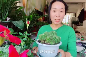 仙人球有白斑怎么处理？视频封面