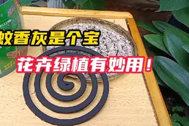 蚊香灰真是宝贝，在花卉绿植上使用好处多视频封面