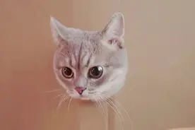 猫咪脑袋能通过的地方屁股一定能通过吗？视频封面