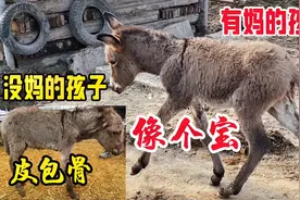 残酷的现实！动物跟人一样，有妈的孩子像个宝，没妈孩子像棵草视频封面