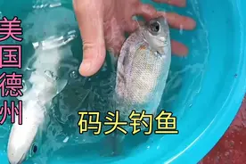 在美国，钓鱼需要许可证，船员在码头钓鱼，是被允许的吗视频封面