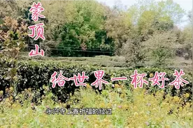 蒙顶山永兴寺上香祈福，途中遇见一条黄花蛇，网友：有惊无险视频封面