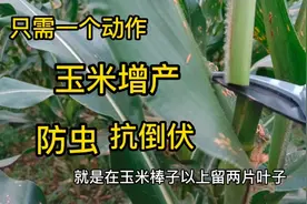 玉米打顶好处多多，防虫抗倒伏，增产又增量。视频封面