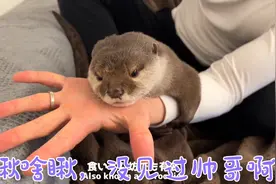 这魔性的叫声，好像小孩子的哭声，脑袋里不断循环……视频封面