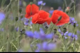 听说罂粟苗好吃，果实可以治病，老太太种了一些！结果悲催了！视频封面