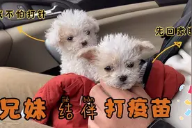 准备去打疫苗的姐弟俩，医生说，不能打先回家段母乳一周后再来视频封面