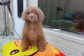 捡回来的狗太丑先不要扔，也许养着养着就好看了呢？比如这只……视频封面