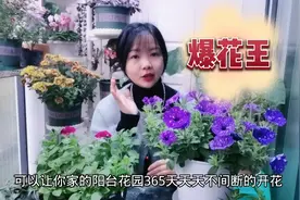 矮牵牛易爆花，易繁殖，四季开花，打造阳台花海不二之选视频封面