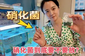 利姐养鱼再遇难题 硝化菌到底需不需要放？放完要不要增氧？视频封面