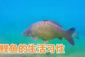 想要钓好鲤鱼，必须了解先鲤鱼生活习性视频封面