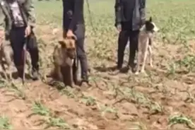 北方的朋友回避下，给南方的小伙伴看下北方的耗子视频封面