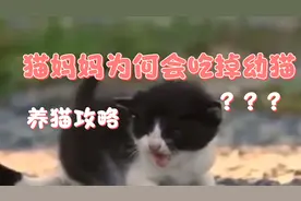 猫妈妈为何会吃掉幼猫？视频封面