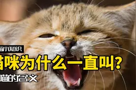 猫咪一直喵喵叫，其实是想告诉你这几件事！视频封面