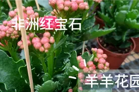 重瓣长寿花~非洲红宝石视频封面