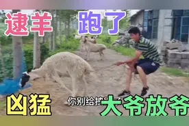 78岁大爷放羊，羊都跑了，好心小伙帮忙逮羊，给逮出问题需要赔吗视频封面