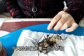 贵州六盘水陈大姐分享小白鸡加蜂蜜的小妙招