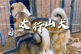 三千多年传承的大笨狗太行犬，上山打猎看家看园全在行，你喜欢吗