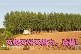 观沃德收割机收割菜籽：又快又好又省力！还是机械化好啊！视频封面