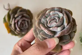 变异的露娜莲石化锦，叶端还有小爪尖，看起来居然有点丑萌又可爱视频封面