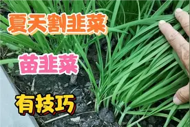 夏天割韭菜 苗韭菜 有技巧，韭菜不长白点 不生虫子，太干净了