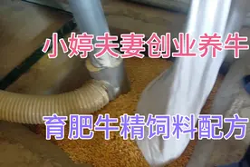 小婷家育肥牛精饲料配方，这样喂到是长肉就是成本太高太花钱视频封面