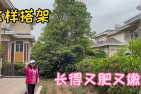 花园种菜：怎样给四季豆和长豆角搭架？这样做它们长得又肥又嫩！