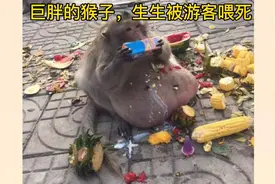 巨胖猴子，生生被游客喂死。视频封面