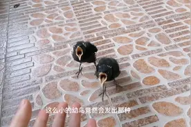 主人发现小八哥会发出成年鸟的报警声视频封面