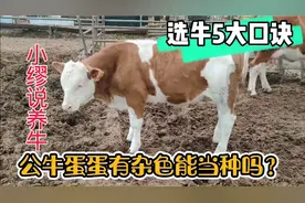 分享选牛看牛5大口诀，让你轻松选好牛！选种公还要看蛋蛋的颜色