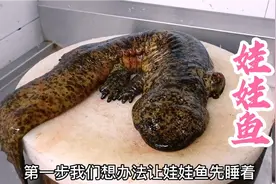 大厨教你做娃娃鱼，肉质Q弹，美味与营养并存，你也可以试试哦！