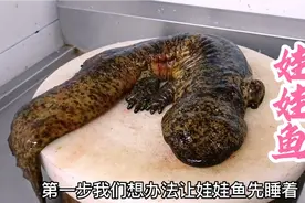 大厨教你做娃娃鱼，肉质Q弹，美味与营养并存，你也可以试试哦！视频封面