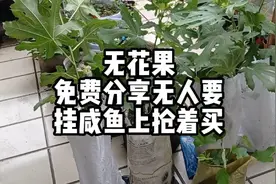 无花果视频封面
