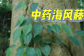 中药海风藤别名风藤、爬岩香、满坑香、老藤、大风藤、岩胡椒视频封面