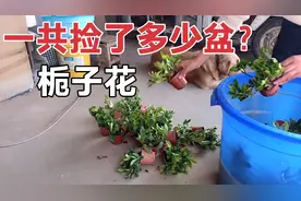 敏儿花市里捡的栀子花，今天修剪整理好了，等养好了再送出去？视频封面