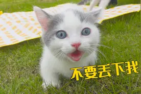 小奶猫第一次出门，粘着主人不肯走，太可爱了！视频封面