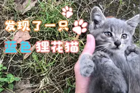 这只狸花猫真漂亮，我是第一次见到蓝色的，看来憨憨的非常可爱。