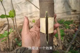 100年大树被剥皮，如何拯救？赶紧试试这方法，简单高效百试不爽视频封面