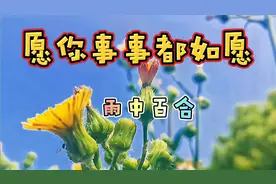 一首非常好听的新歌上线了《愿你事事都如愿》真诚的祝愿送给大