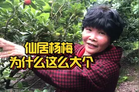 仙居杨梅为什么这么大个视频封面