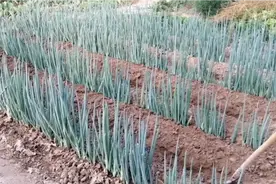 何时给大葱培土（封土），培土时要注意什么，过来看看吧！视频封面