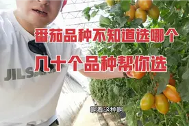 番茄种植品种不知道怎么选，几十个品种数据详细告诉你视频封面